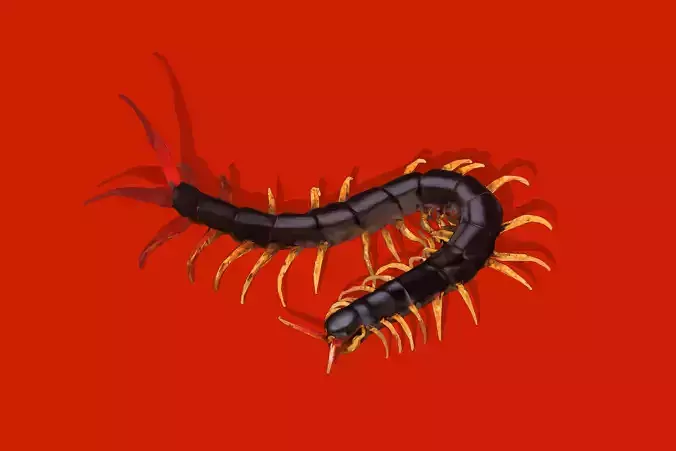Giant Centipede Low-poly 3D model