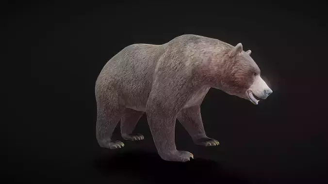 91 complete animated bears