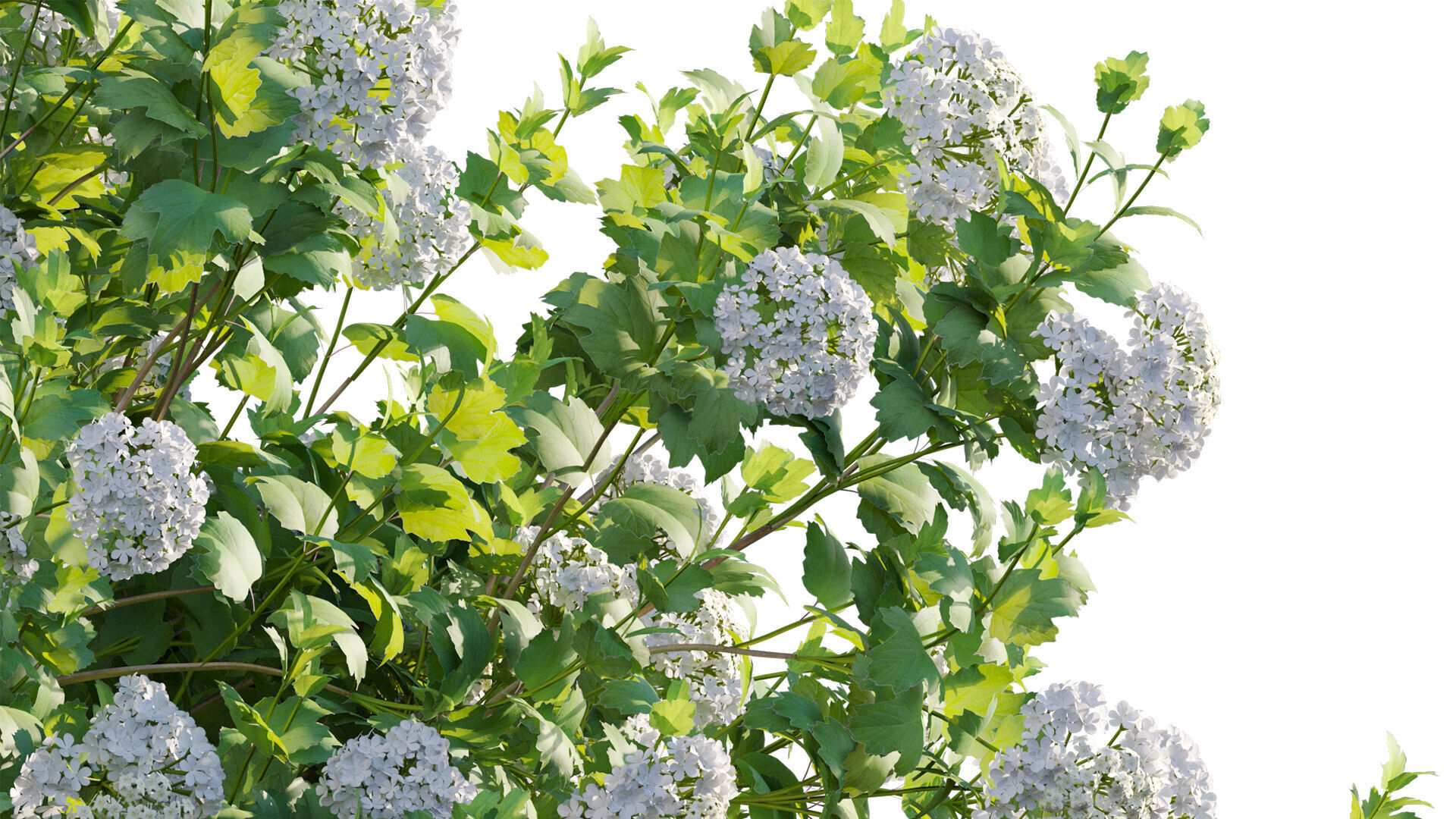 Viburnum opulus Roseum - European Cranberrybush 01 3D model_7