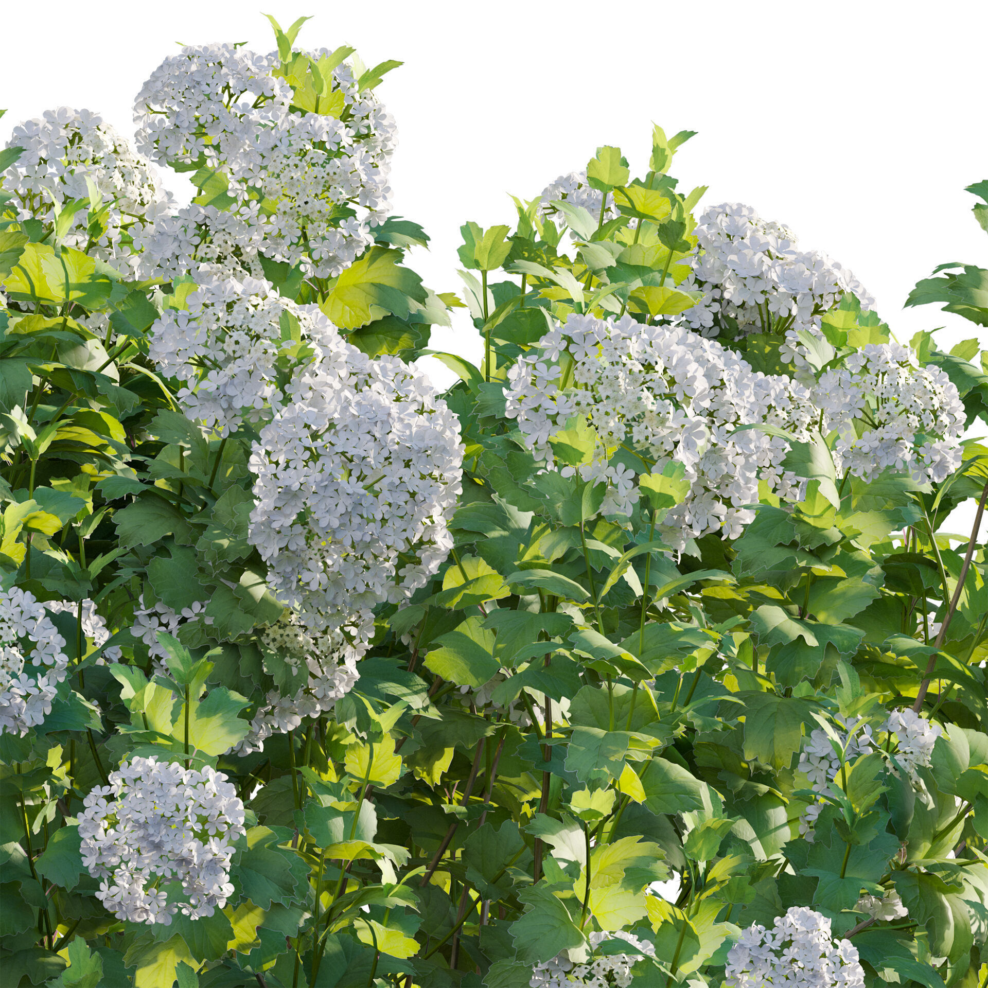 Viburnum opulus Roseum - European Cranberrybush 01 3D model_4