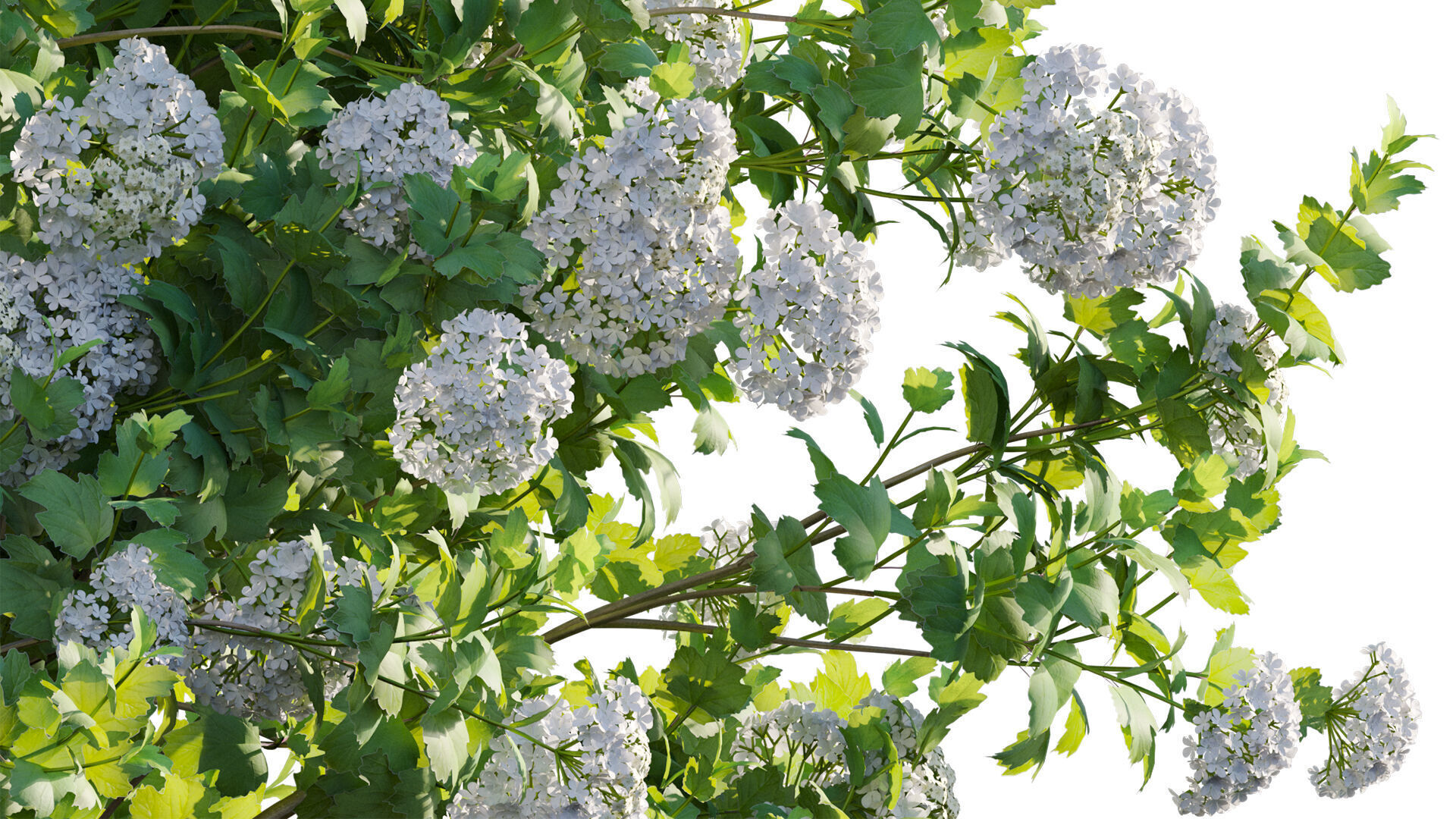 Viburnum opulus Roseum - European Cranberrybush 01 3D model_8