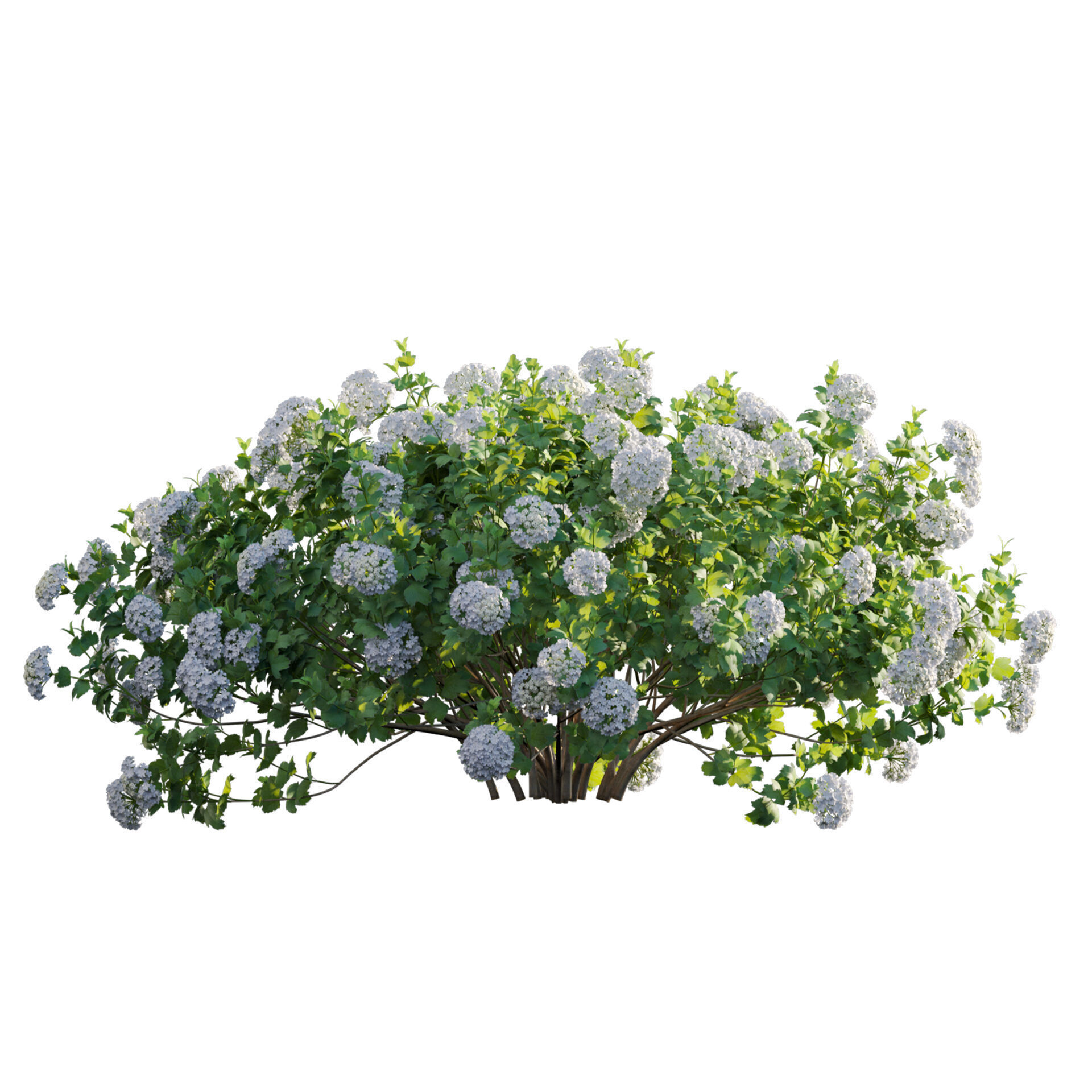 Viburnum opulus Roseum - European Cranberrybush 01 3D model_2