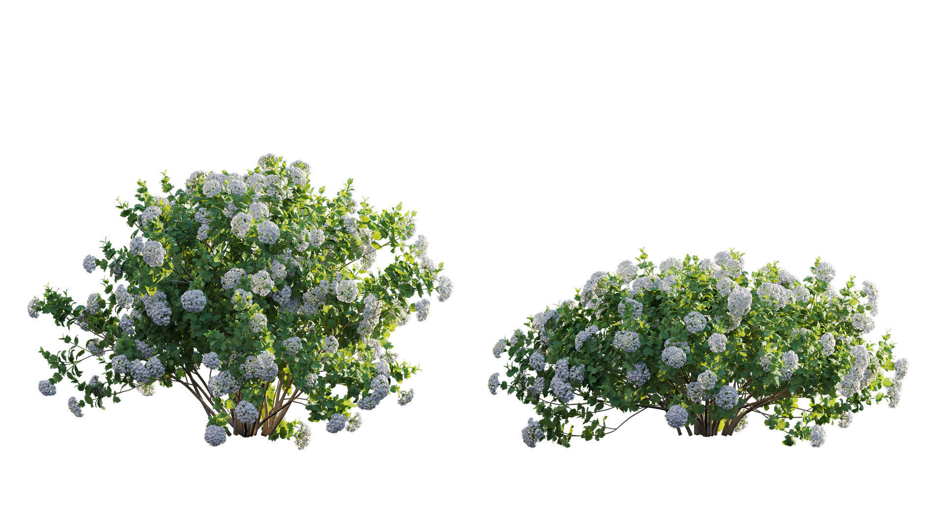 Viburnum opulus Roseum - European Cranberrybush 01 3D model_6
