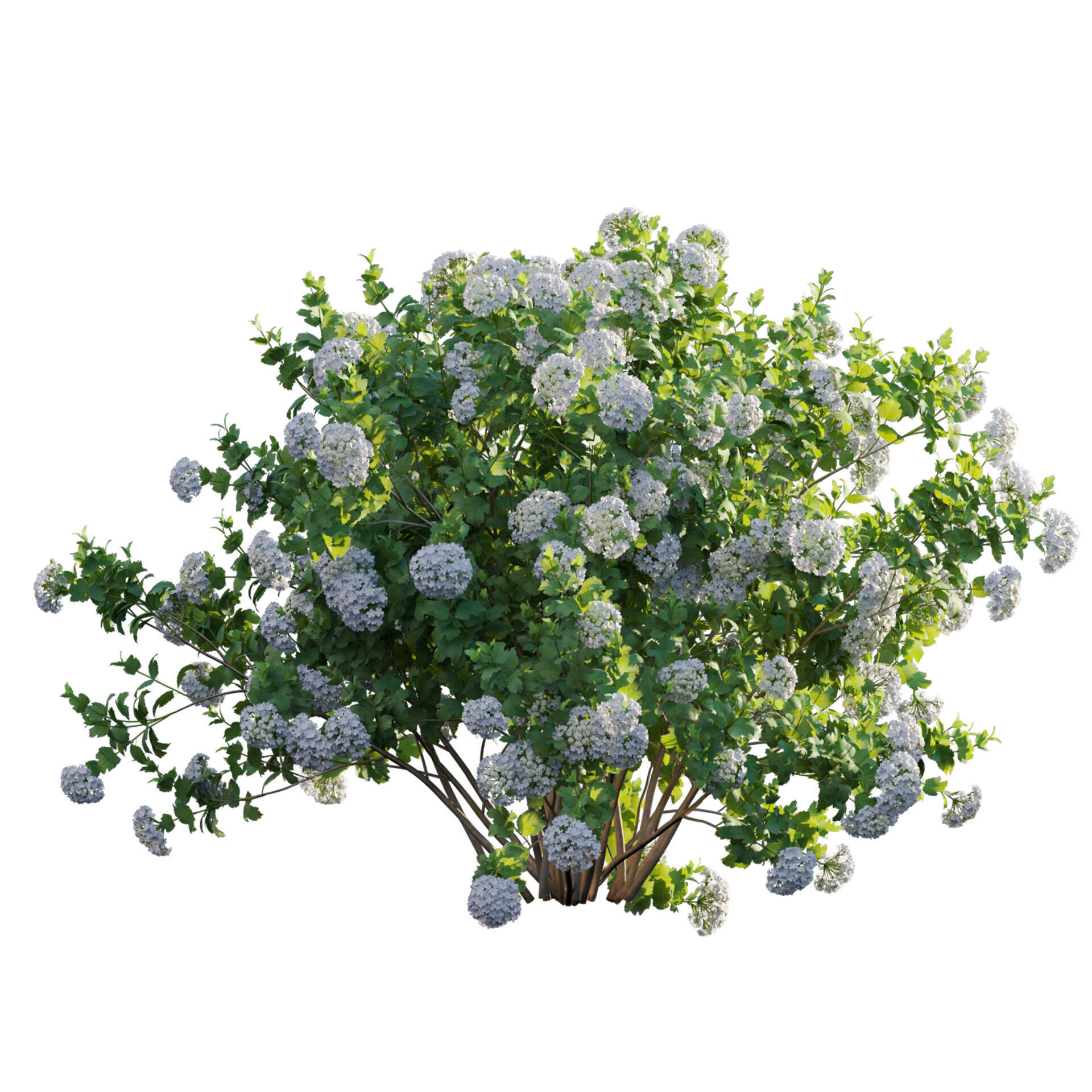 Viburnum opulus Roseum - European Cranberrybush 01 3D model_1