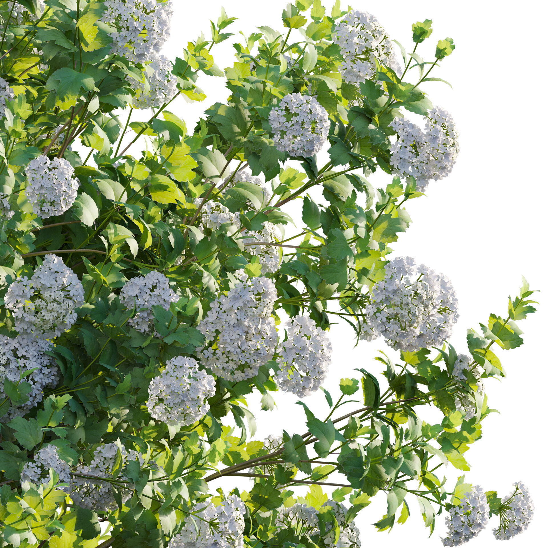 Viburnum opulus Roseum - European Cranberrybush 01 3D model_3