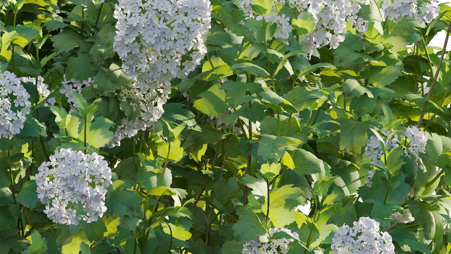 Viburnum opulus Roseum - European Cranberrybush 01 3D model_10