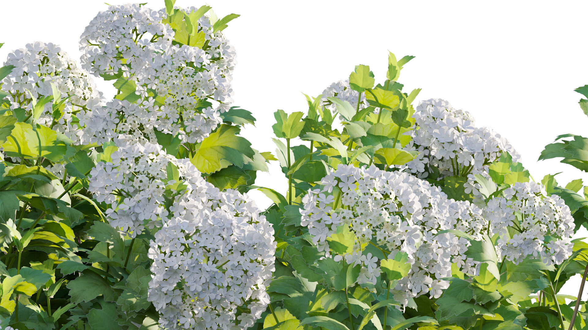 Viburnum opulus Roseum - European Cranberrybush 01 3D model_9