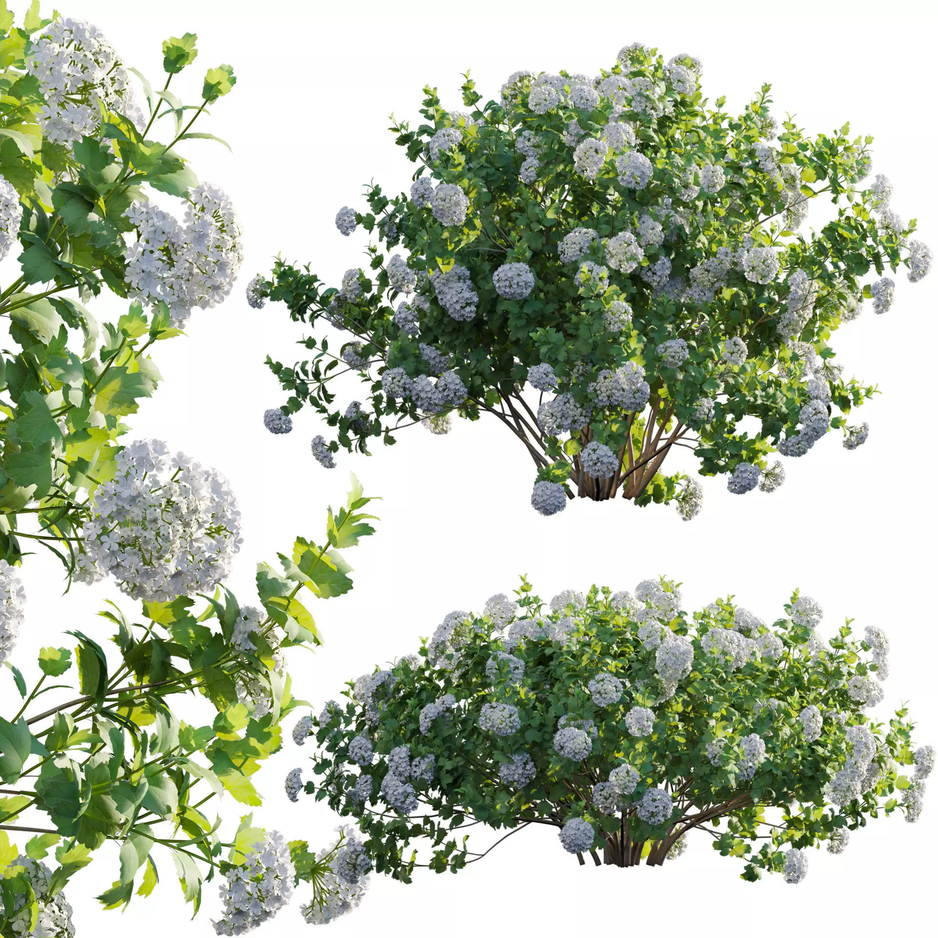 Viburnum opulus Roseum - European Cranberrybush 01 3D model_0