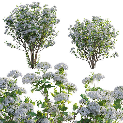 Viburnum opulus Roseum - European Cranberrybush 02 3D model