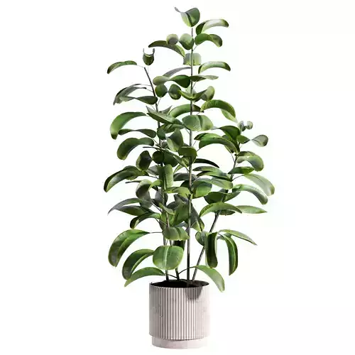 indoor plant 522