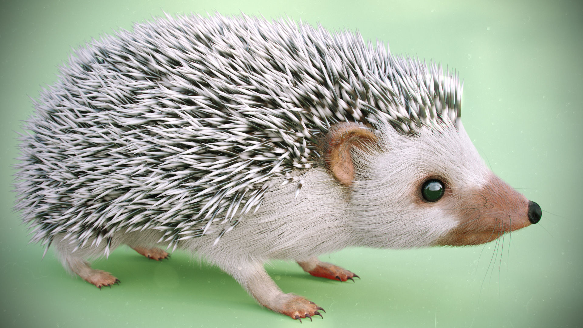 Hedgehog for Vray and Octane 3D model_5