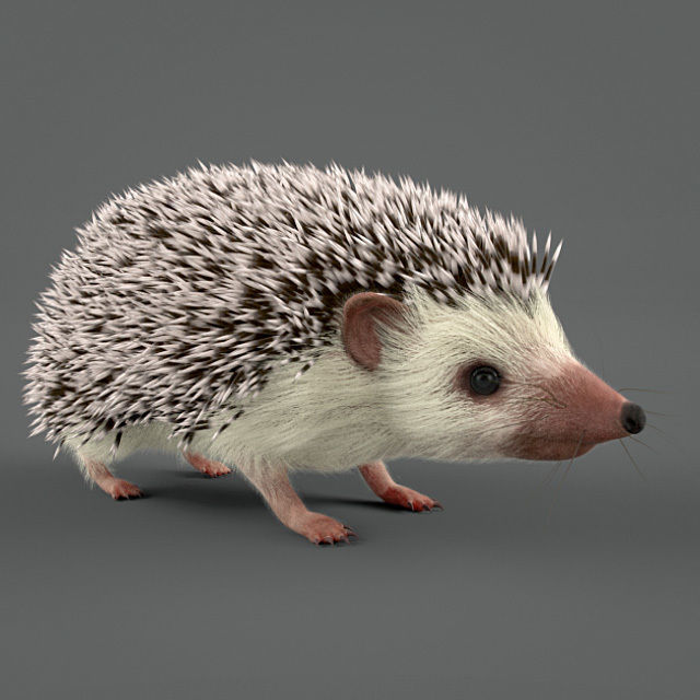 Hedgehog for Vray and Octane 3D model_26