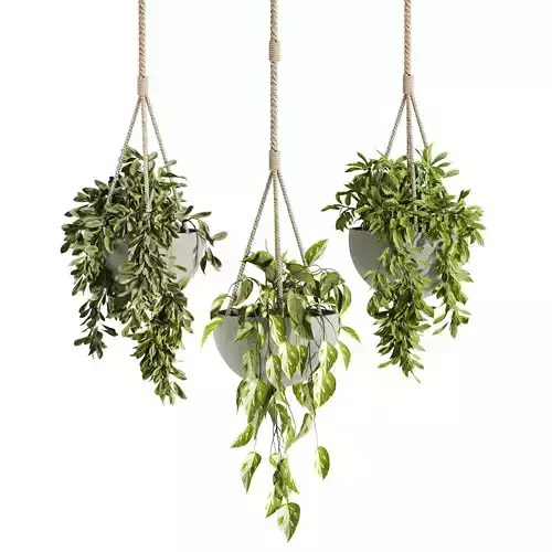 hanging Plants Set