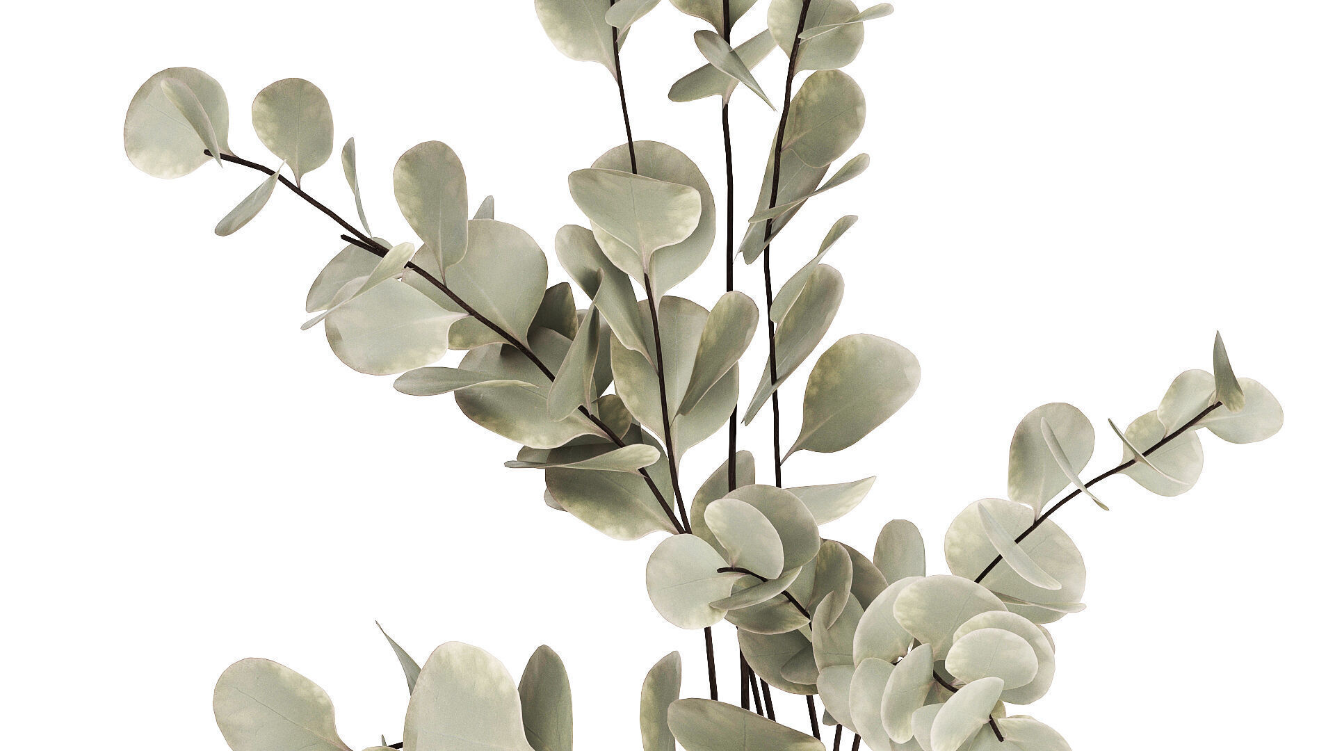 Bouquet Of Dried Flowers From Branches Eucalyptus 528 3D model_5