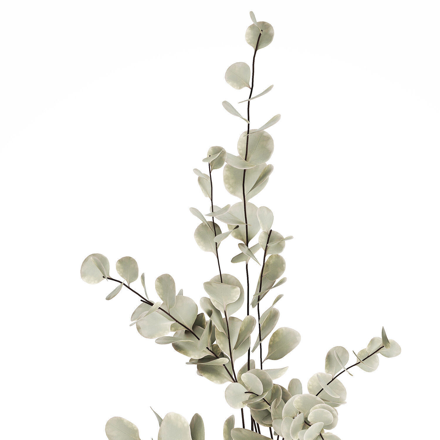 Bouquet Of Dried Flowers From Branches Eucalyptus 528 3D model_8