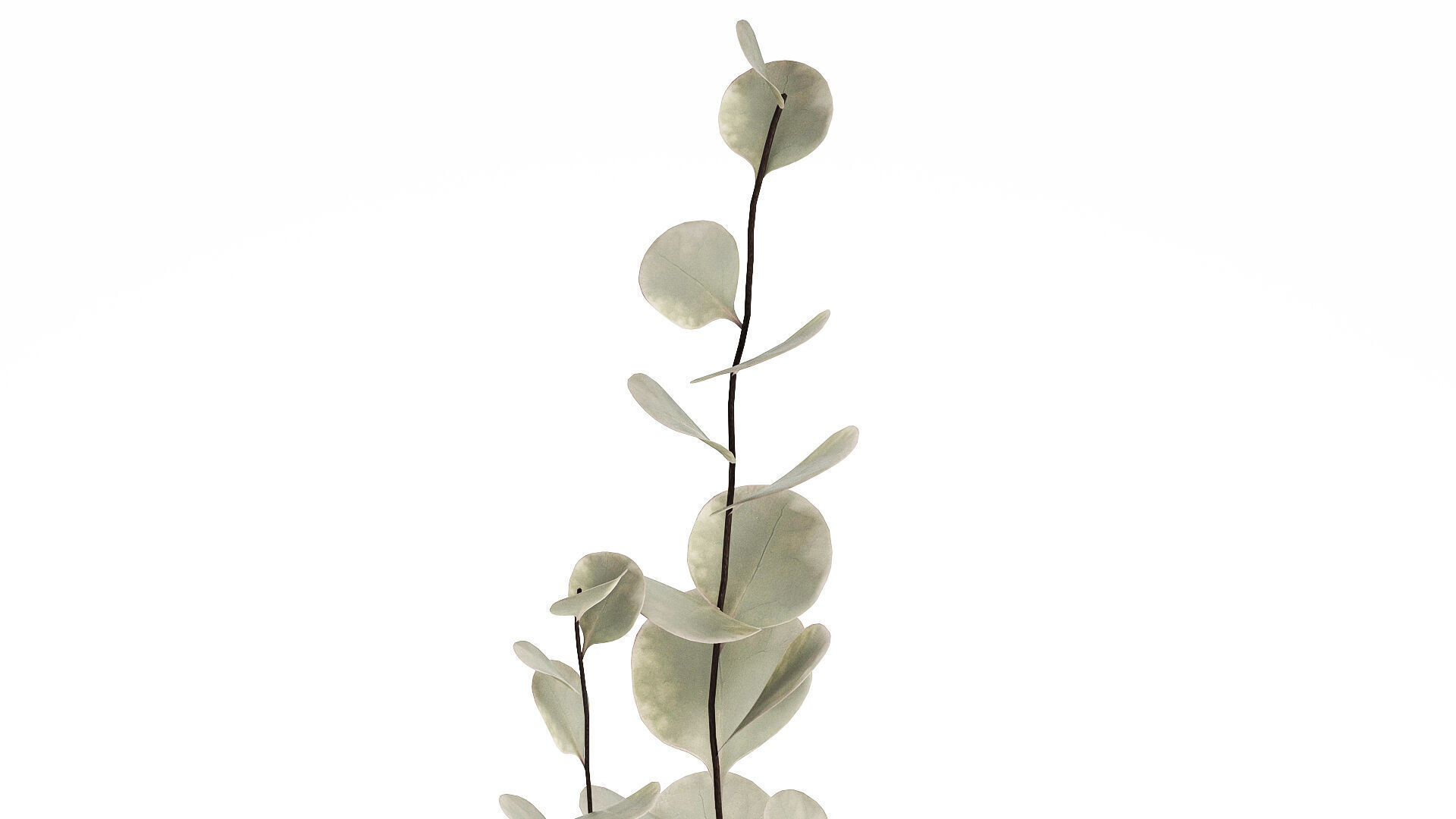 Bouquet Of Dried Flowers From Branches Eucalyptus 528 3D model_3