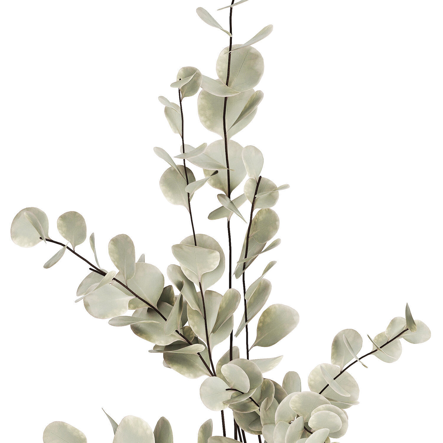 Bouquet Of Dried Flowers From Branches Eucalyptus 528 3D model_11