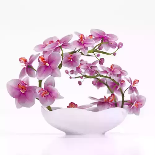 Orchids in bowl