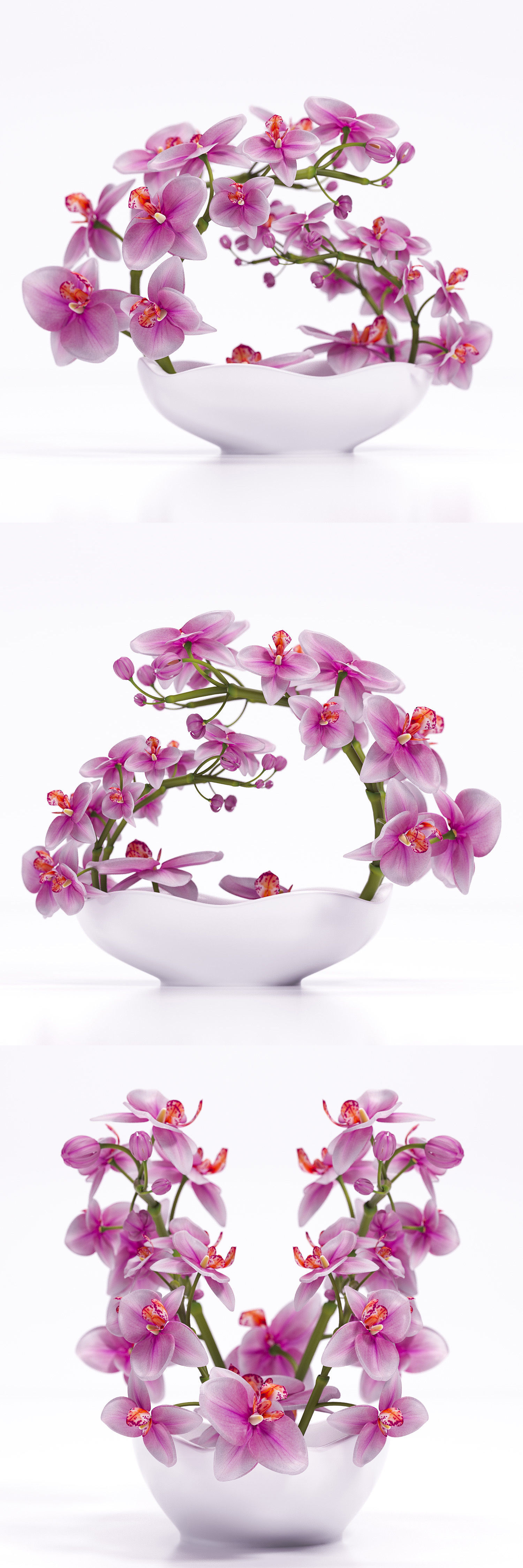 Orchids in bowl 3D model_5