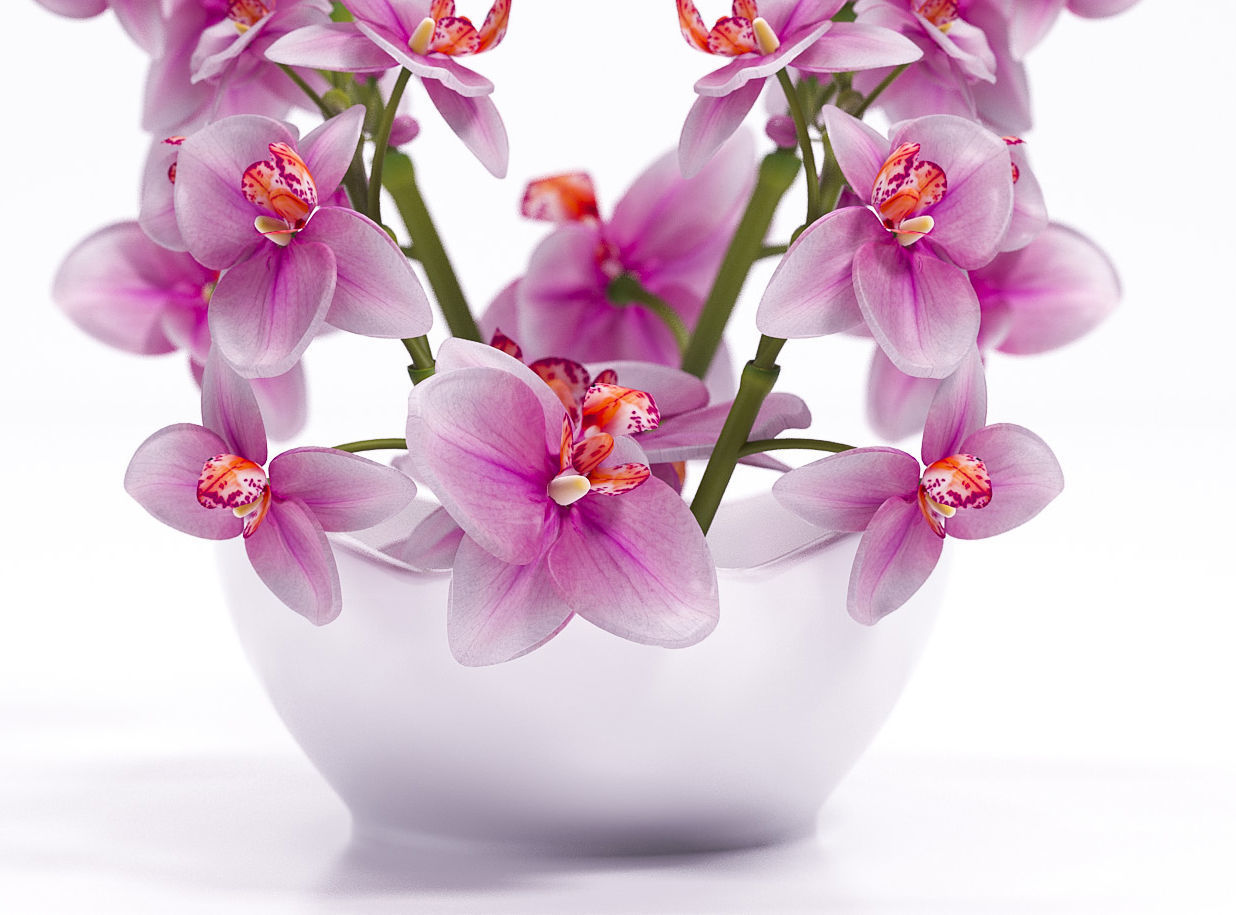 Orchids in bowl 3D model_4