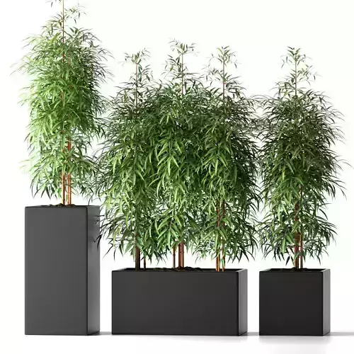 Bamboo plant 3D model