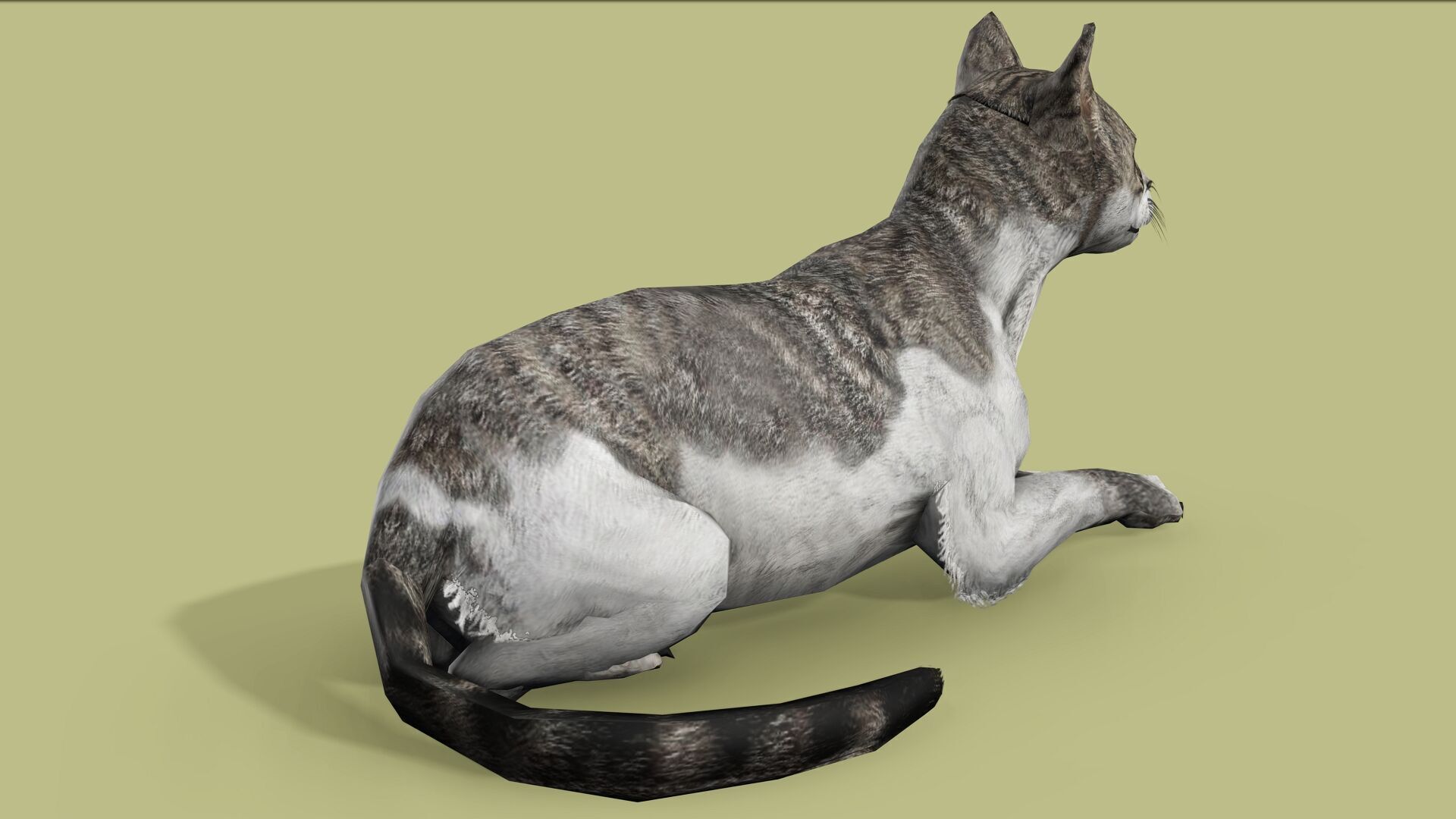 REALISTIC CAT RIGGED ANIMATED 5 Low-poly 3D model_2