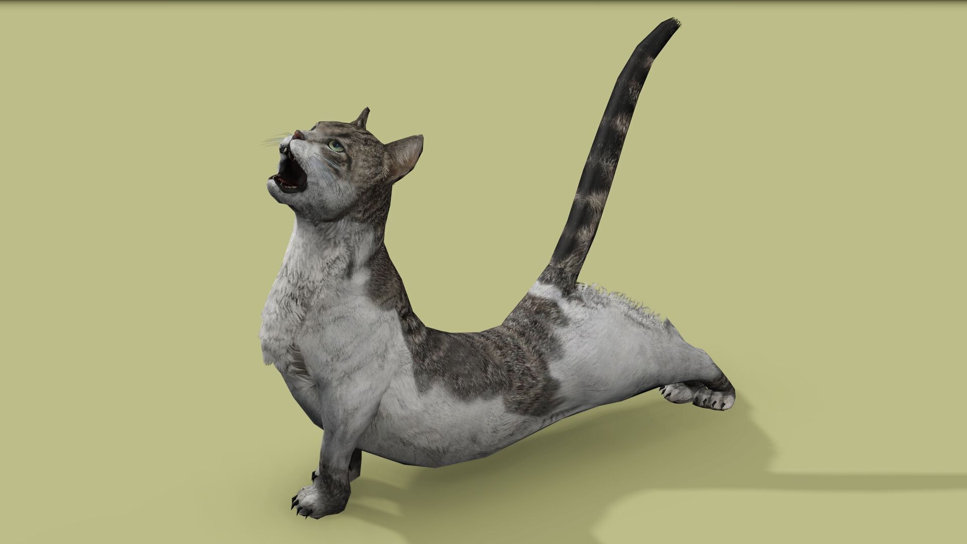 REALISTIC CAT RIGGED ANIMATED 5 Low-poly 3D model_6