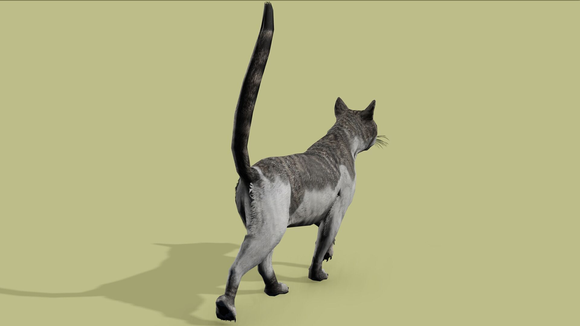 REALISTIC CAT RIGGED ANIMATED 5 Low-poly 3D model_7