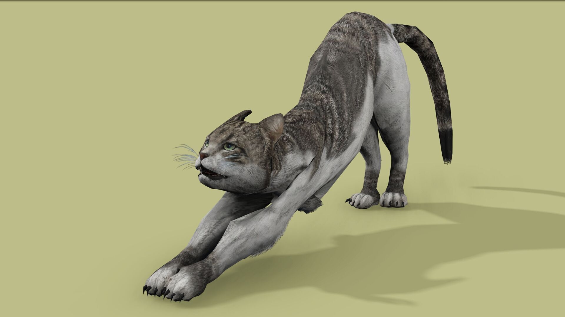 REALISTIC CAT RIGGED ANIMATED 5 Low-poly 3D model_5