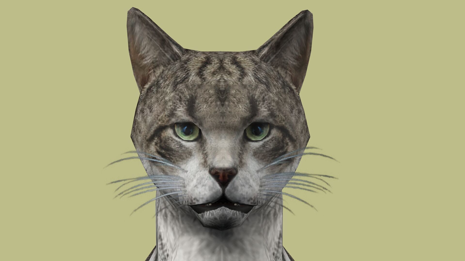 REALISTIC CAT RIGGED ANIMATED 5 Low-poly 3D model_8