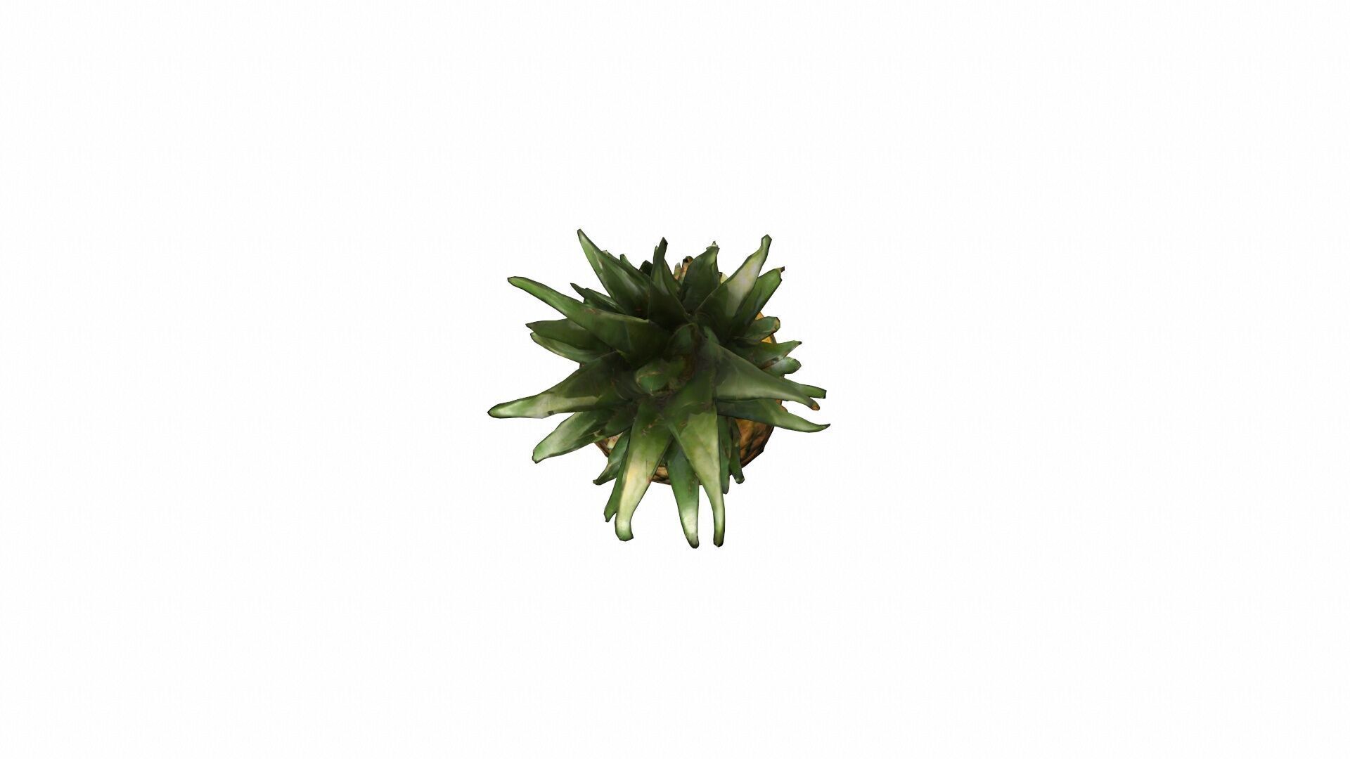 3d Model Pineapple Fresh Fruit 3D model_5