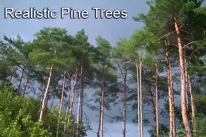 Realistic Pine Trees