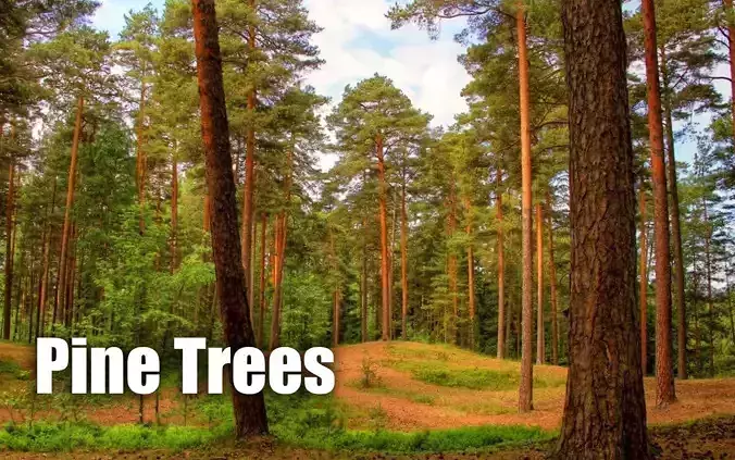 Realistic Pine Trees Low-poly 3D model