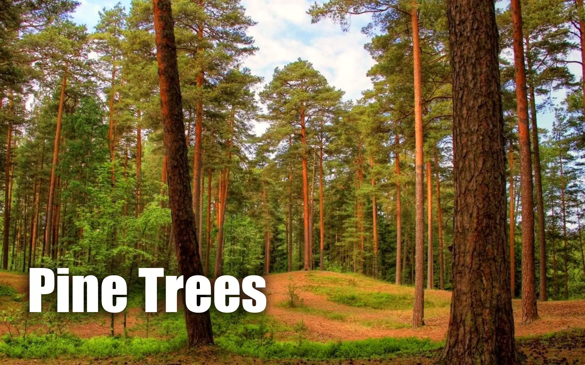 Realistic Pine Trees Low-poly 3D model