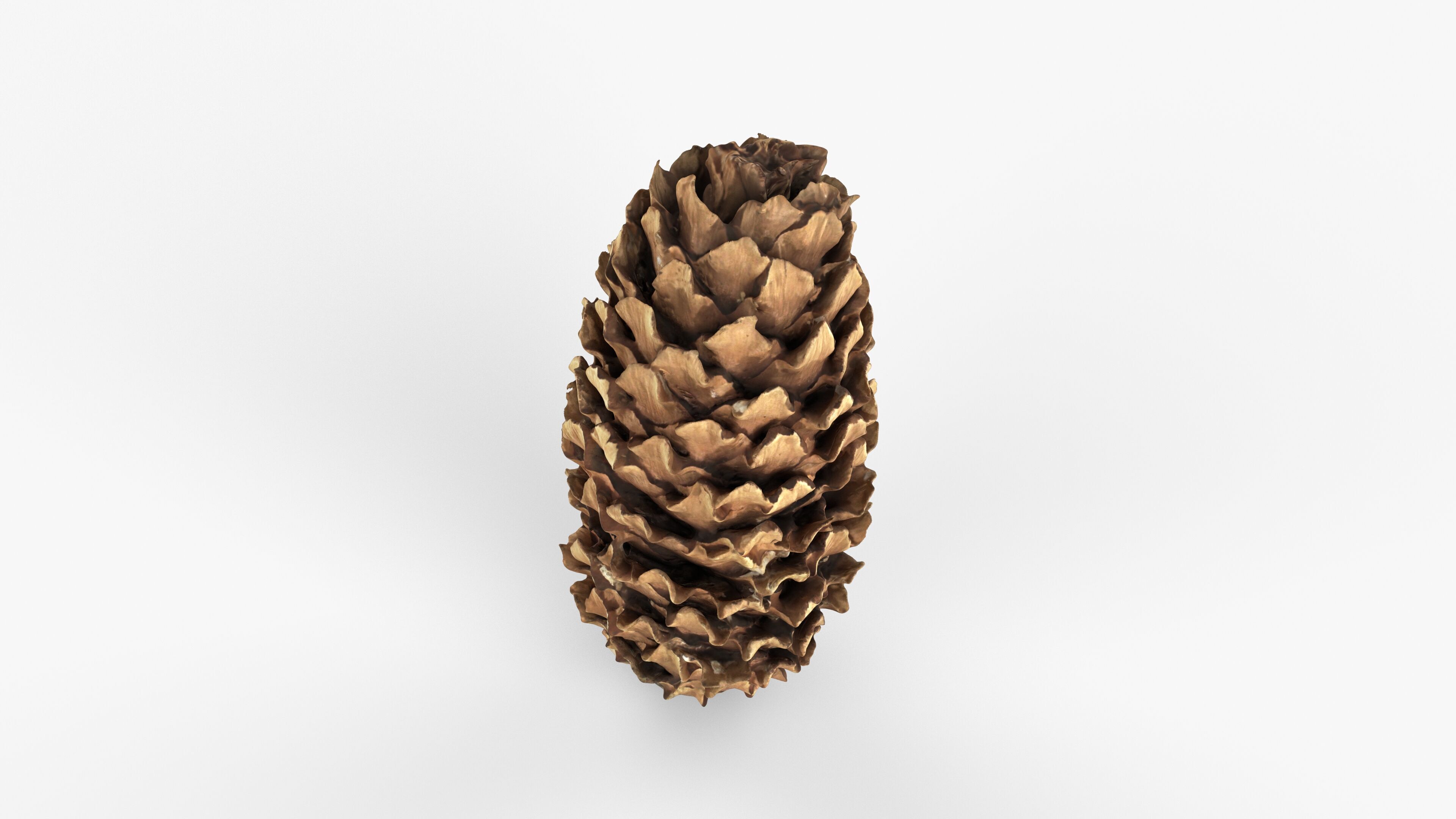 Photorealistic 3D scan of pine conifer cone Low-poly 3D model_10