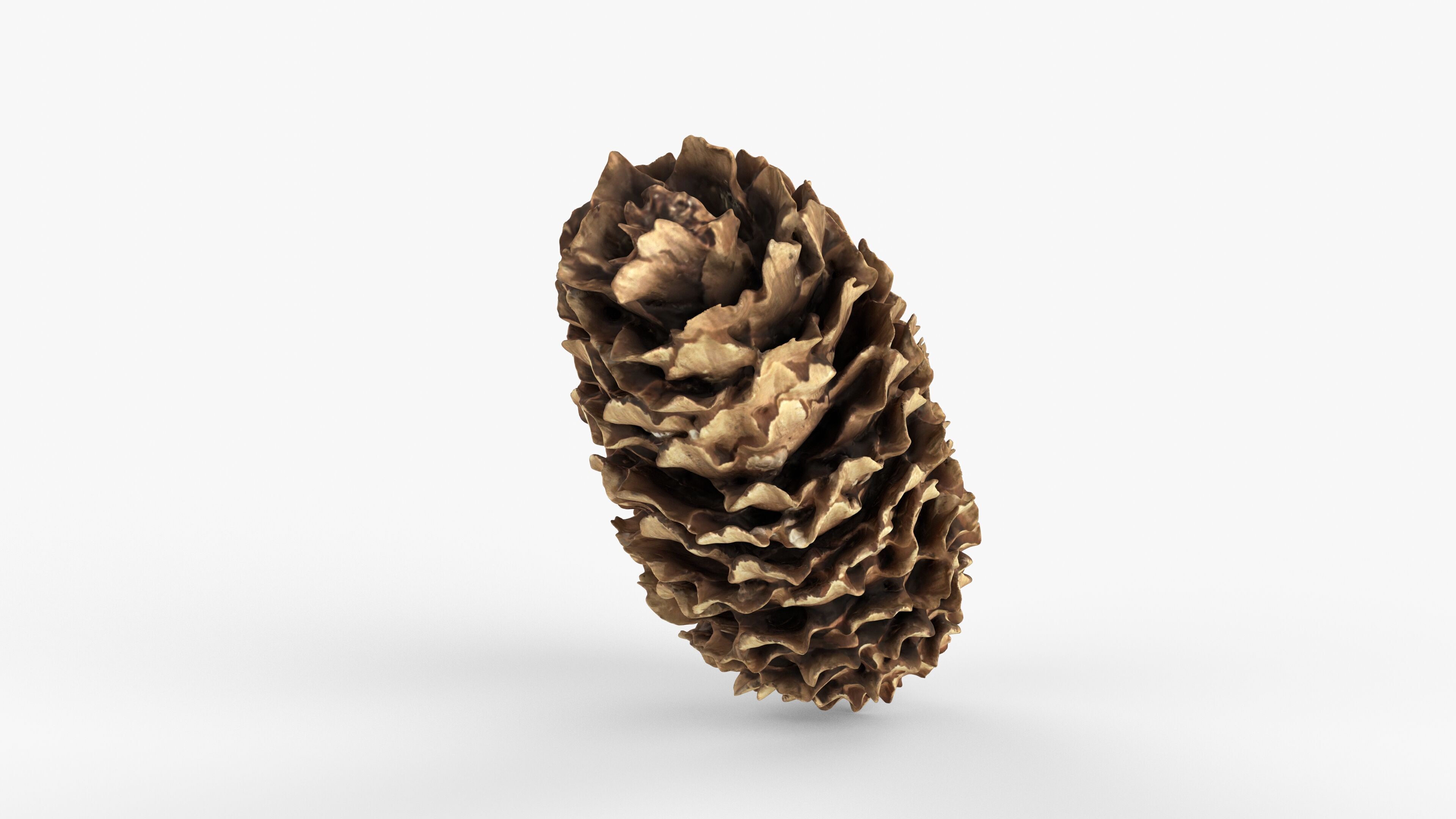 Photorealistic 3D scan of pine conifer cone Low-poly 3D model_12