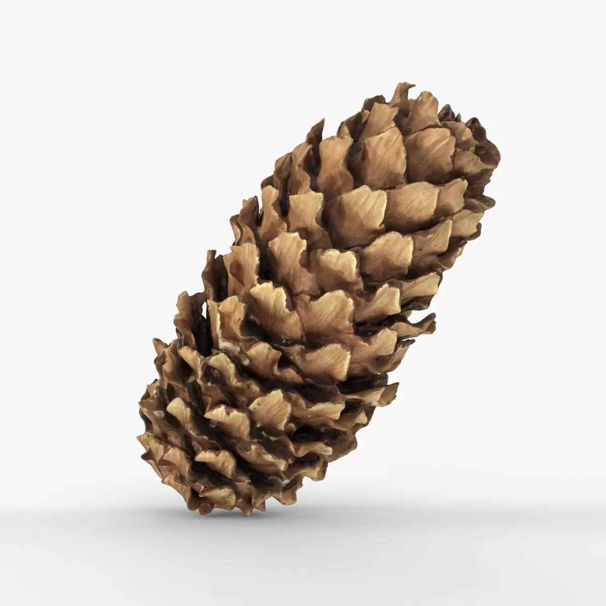 Photorealistic 3D scan of pine conifer cone Low-poly 3D model_0