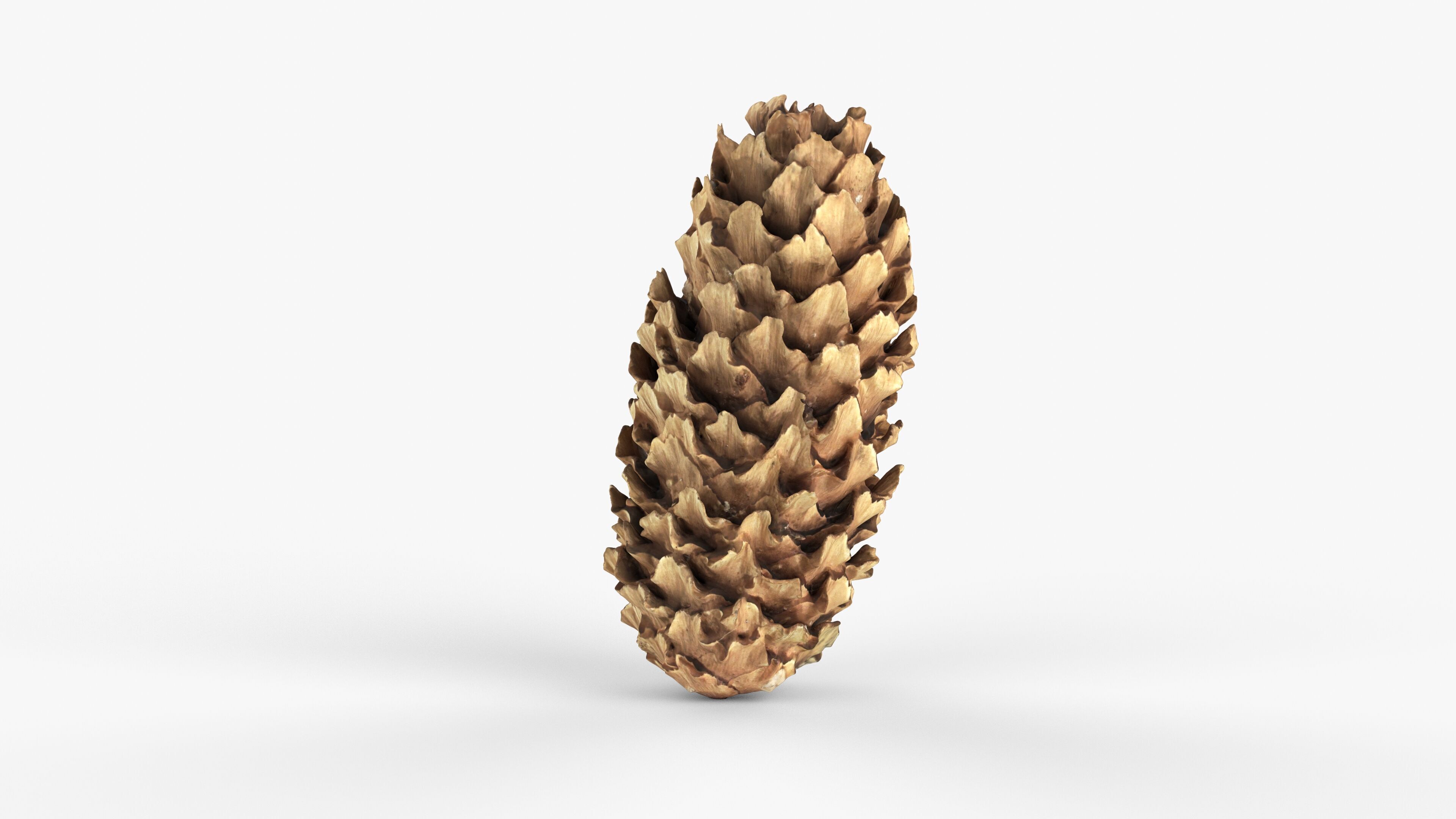 Photorealistic 3D scan of pine conifer cone Low-poly 3D model_6