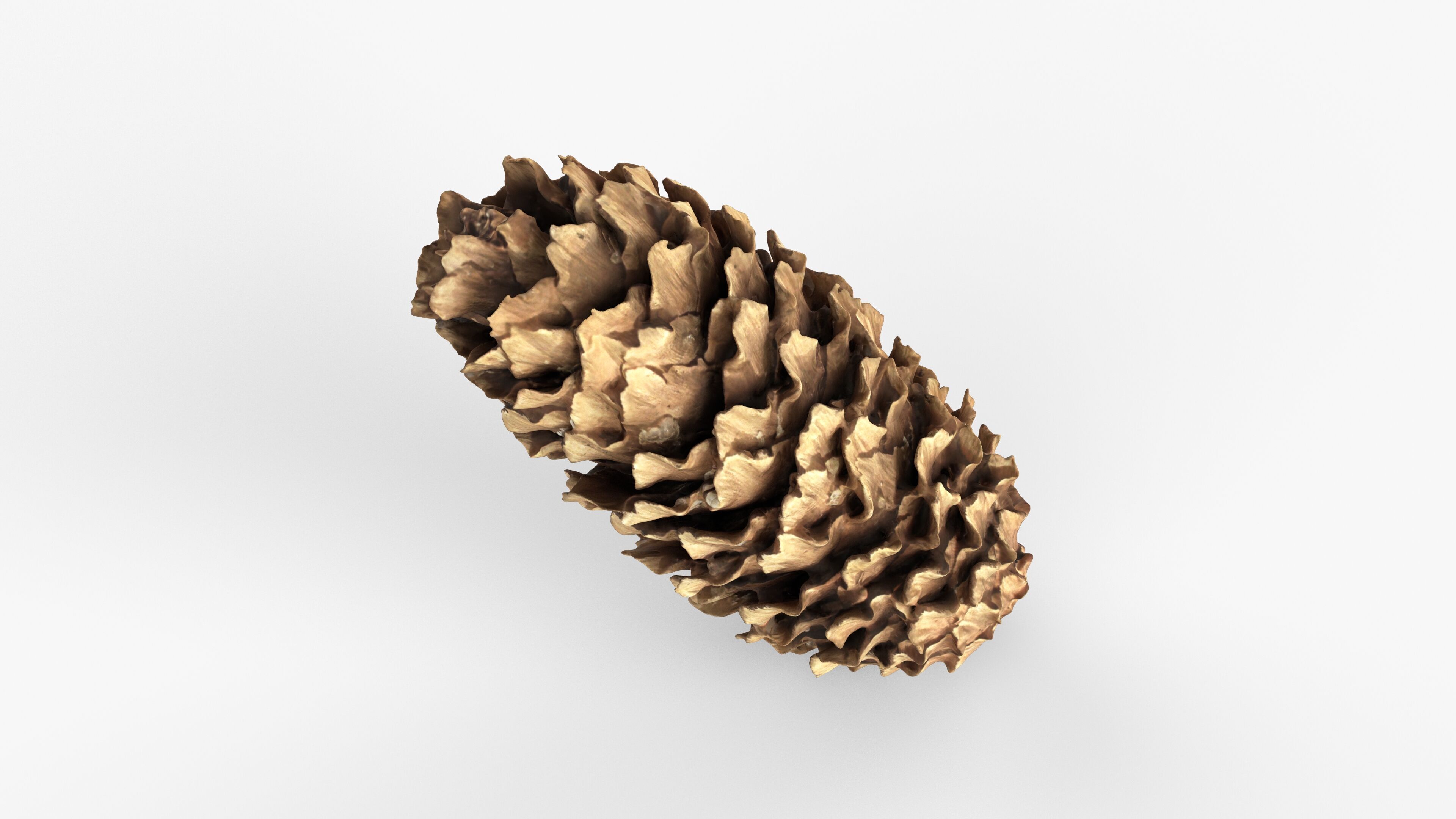 Photorealistic 3D scan of pine conifer cone Low-poly 3D model_13