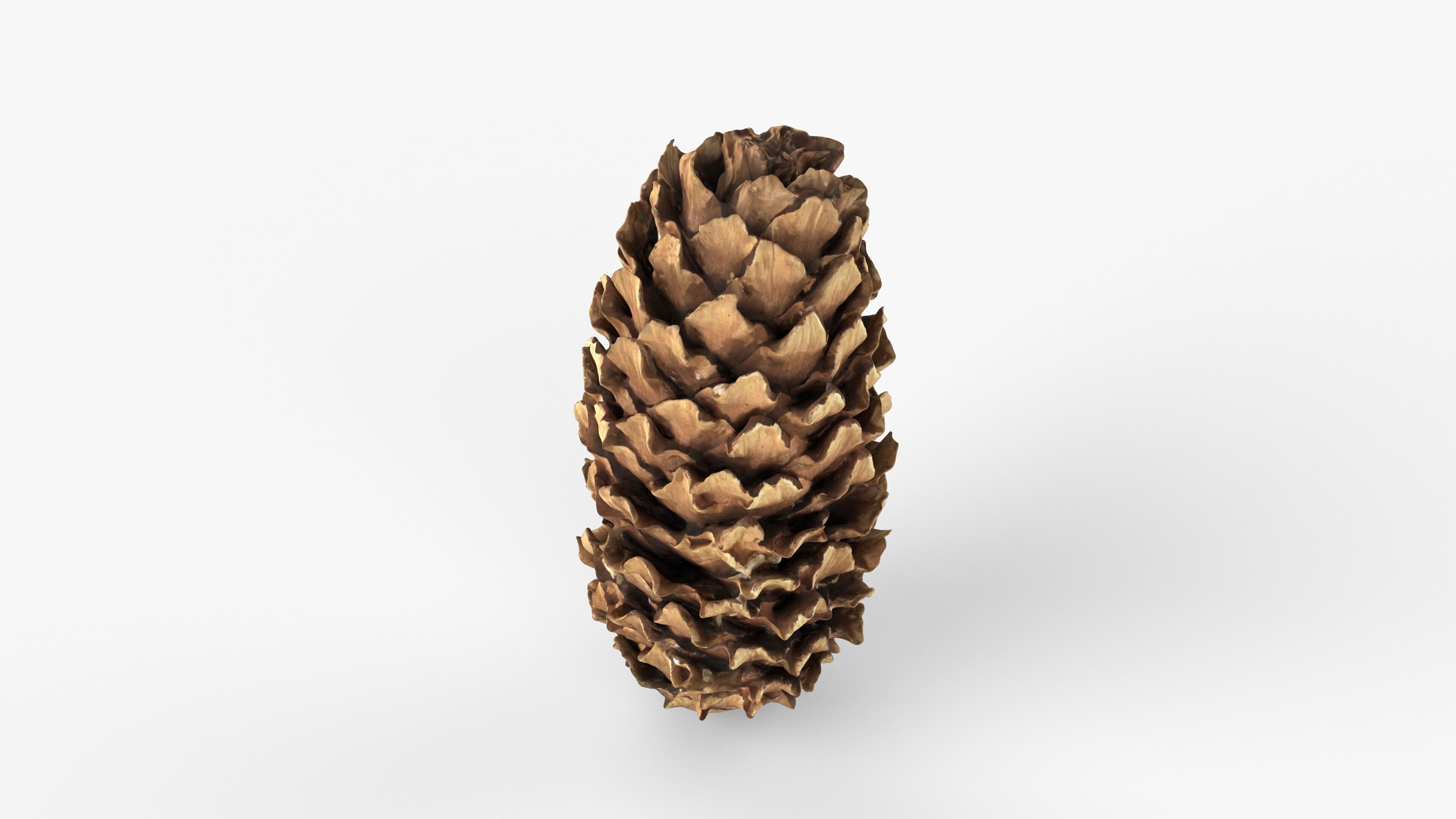 Photorealistic 3D scan of pine conifer cone Low-poly 3D model_2
