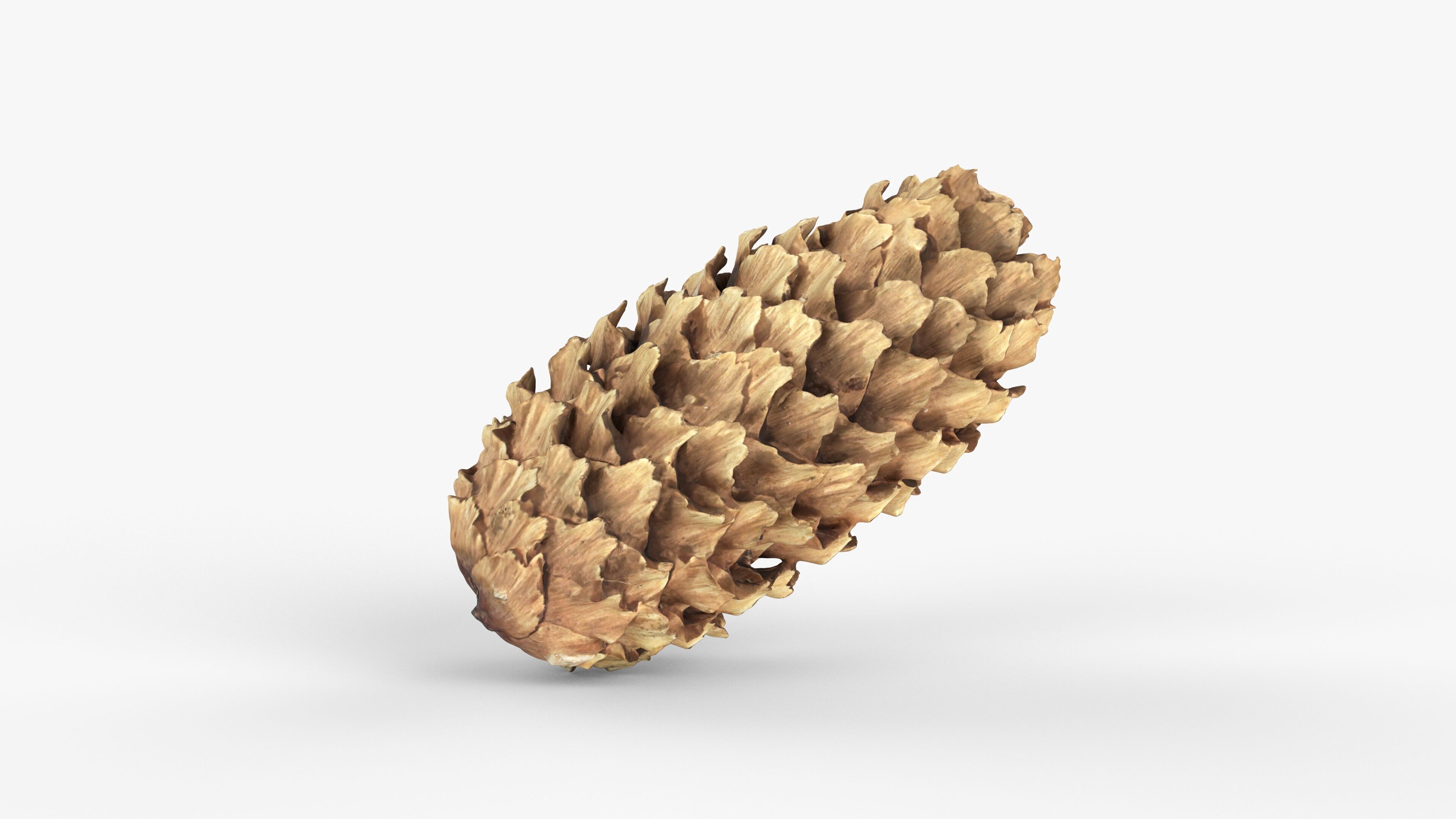 Photorealistic 3D scan of pine conifer cone Low-poly 3D model_7