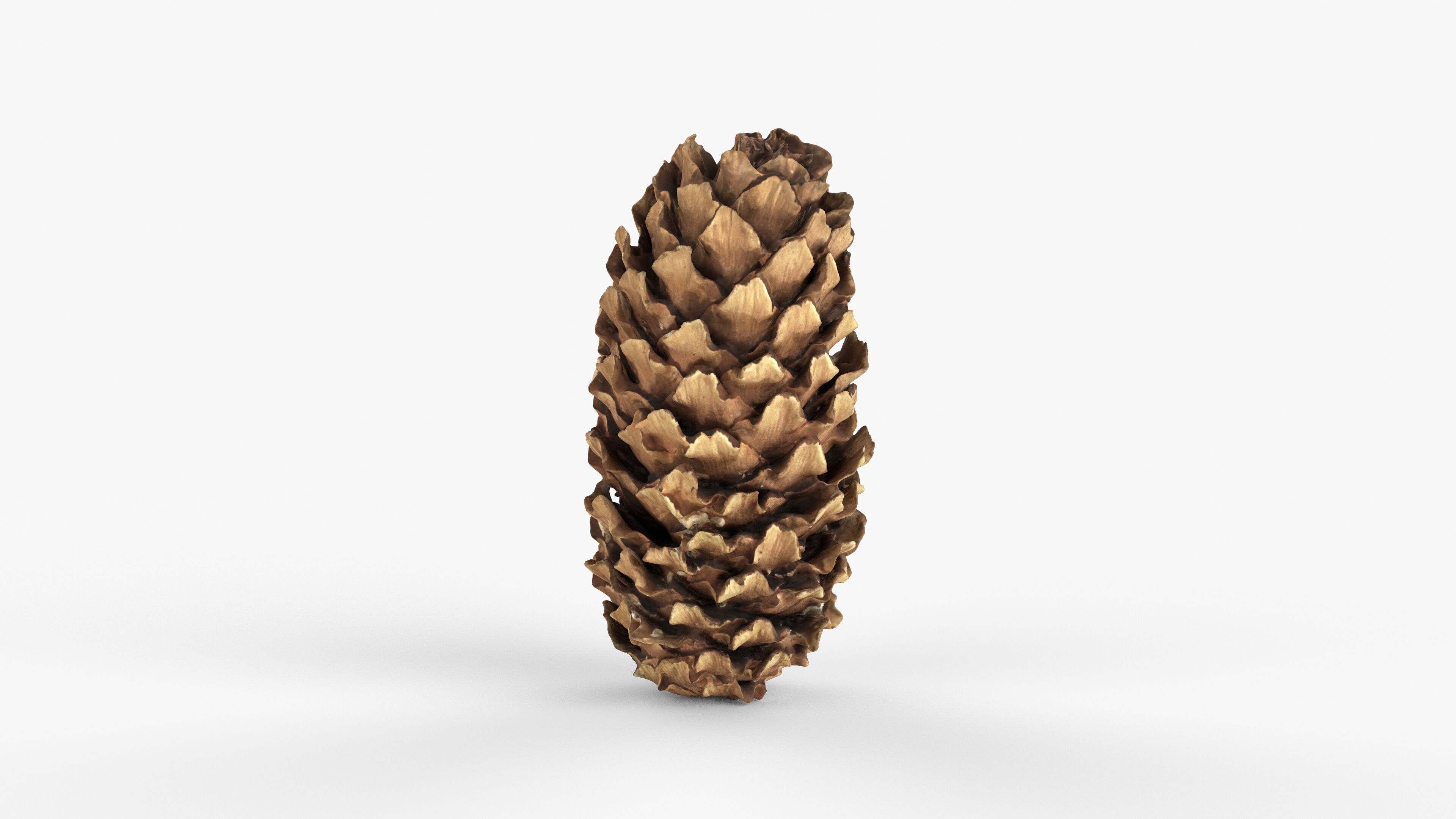 Photorealistic 3D scan of pine conifer cone Low-poly 3D model_9