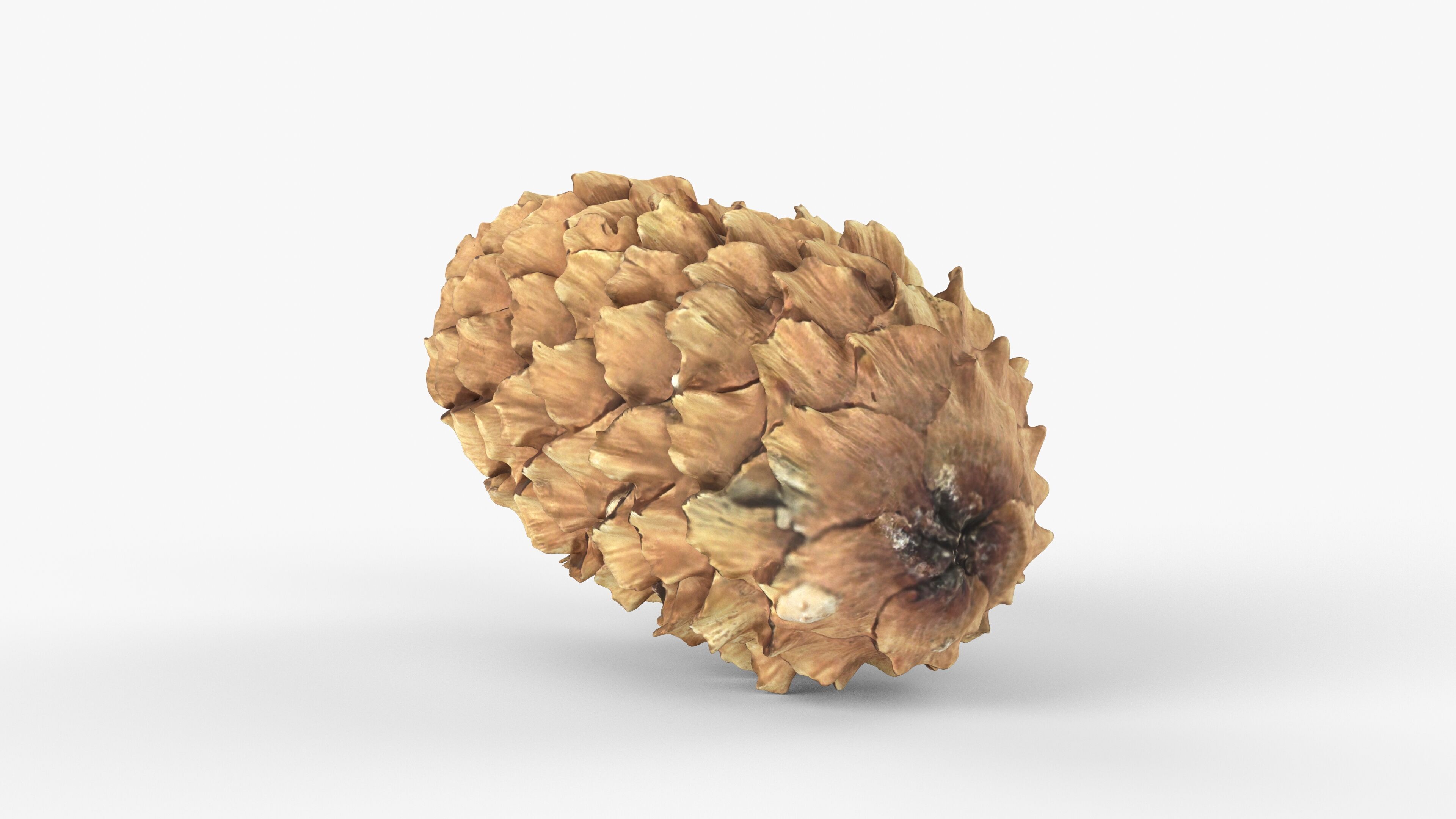 Photorealistic 3D scan of pine conifer cone Low-poly 3D model_5