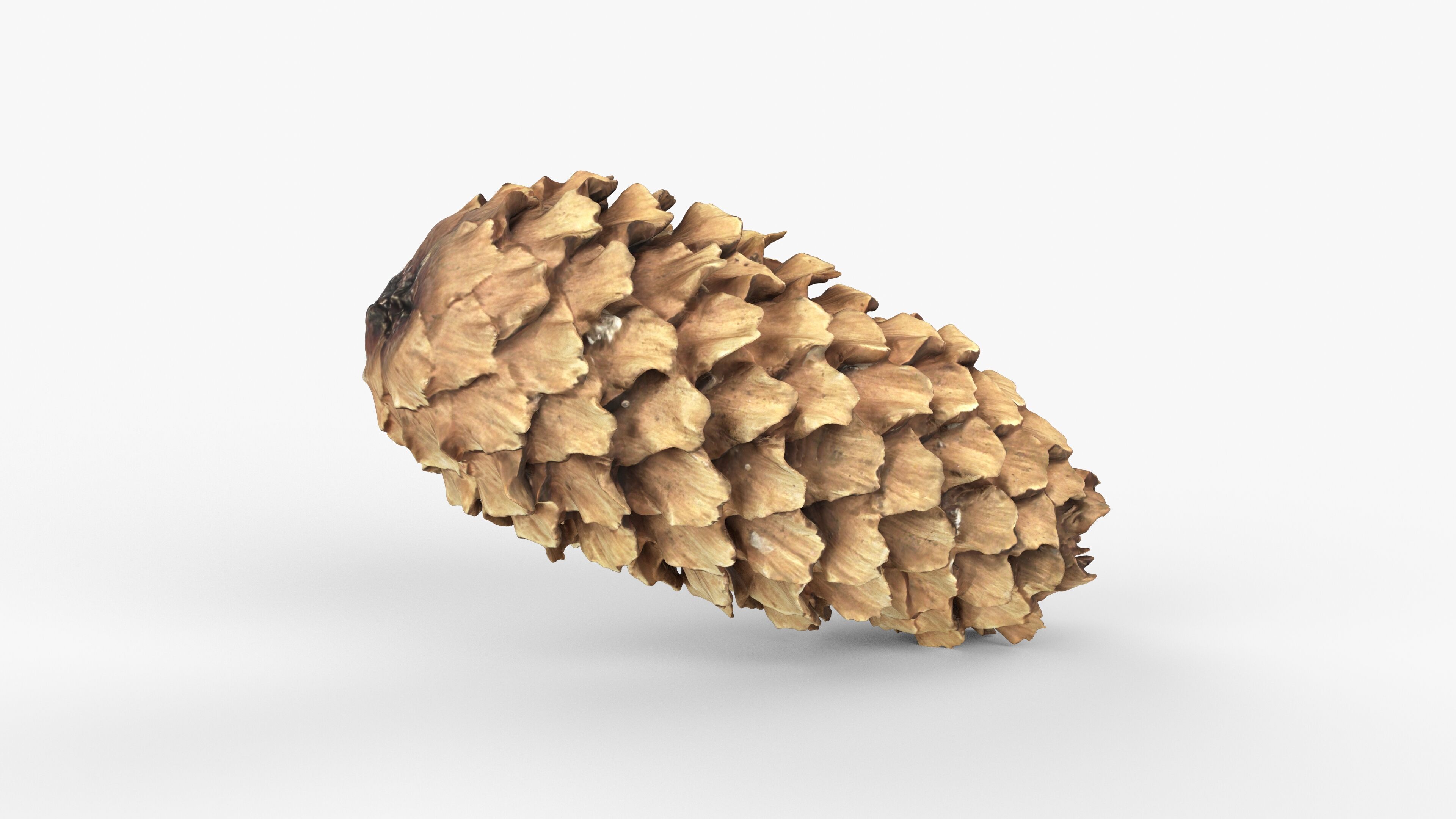 Photorealistic 3D scan of pine conifer cone Low-poly 3D model_14