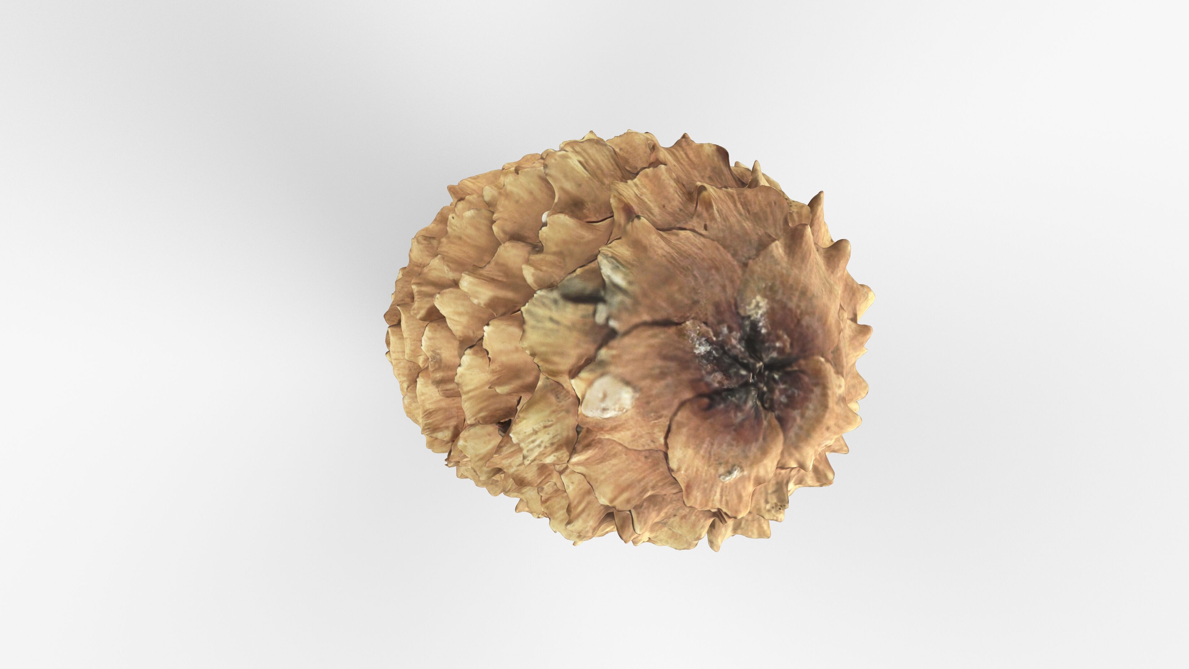 Photorealistic 3D scan of pine conifer cone Low-poly 3D model_11