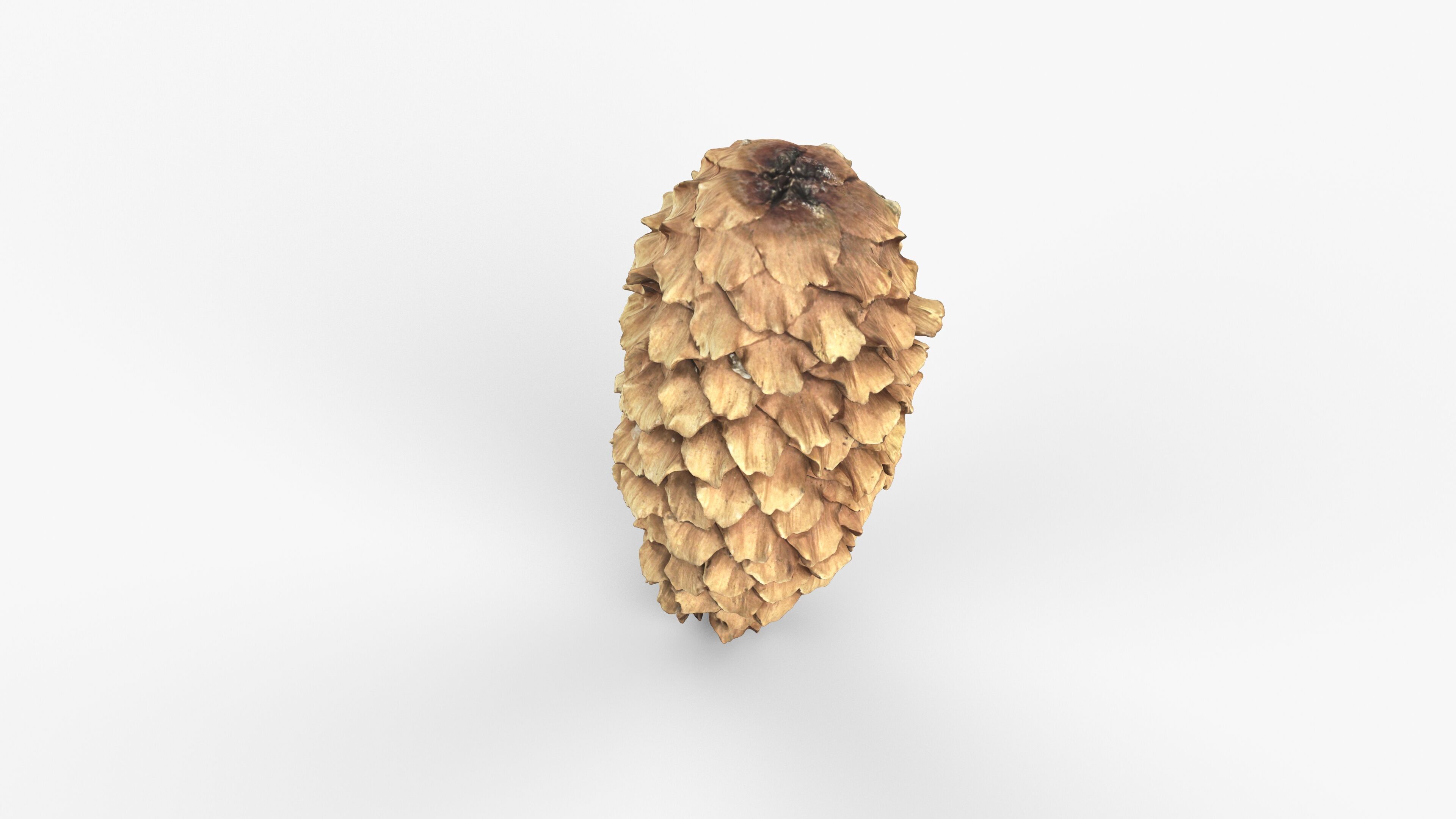 Photorealistic 3D scan of pine conifer cone Low-poly 3D model_8