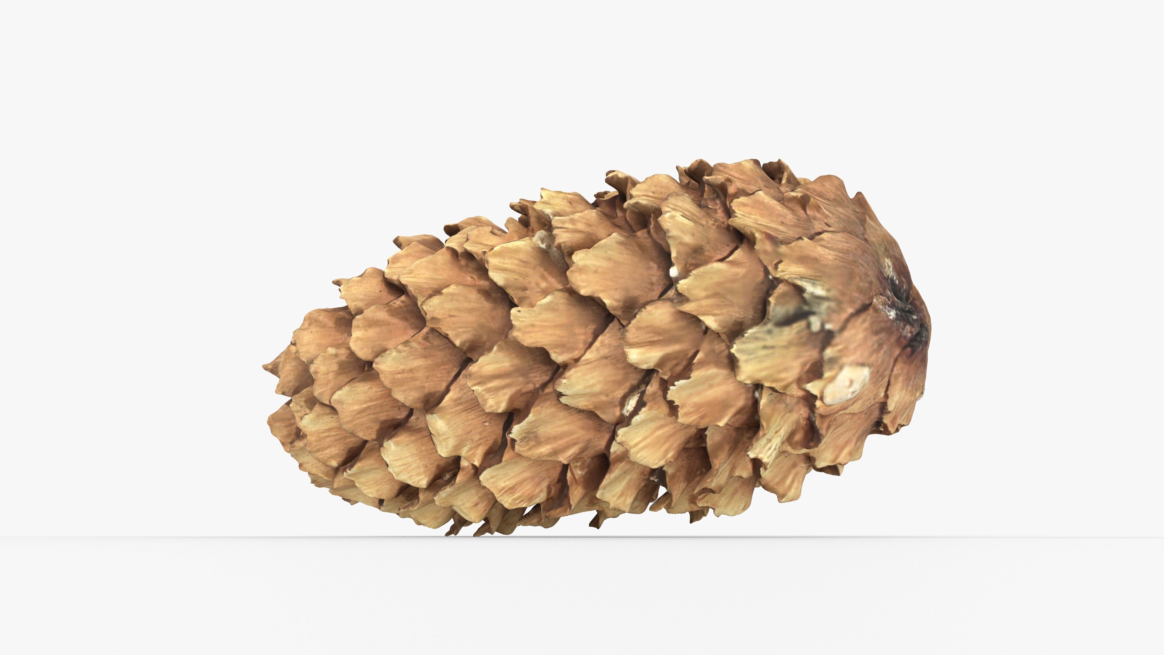 Photorealistic 3D scan of pine conifer cone Low-poly 3D model_15