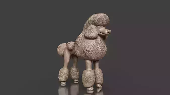 Realistic Poodle Dog Pet