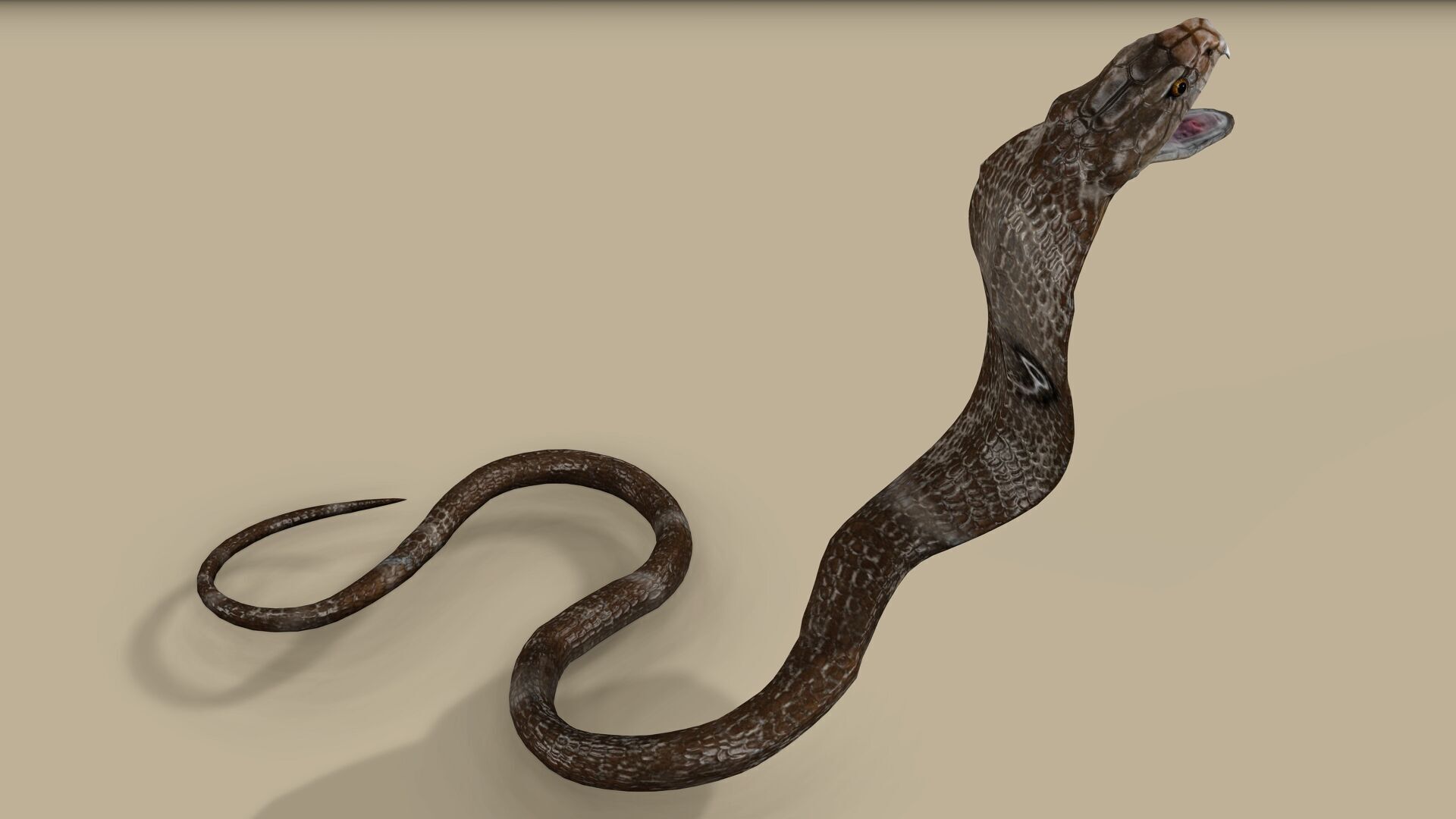 COBRA SNAKE RIGGED ANIMATED 7 Low-poly 3D model_5