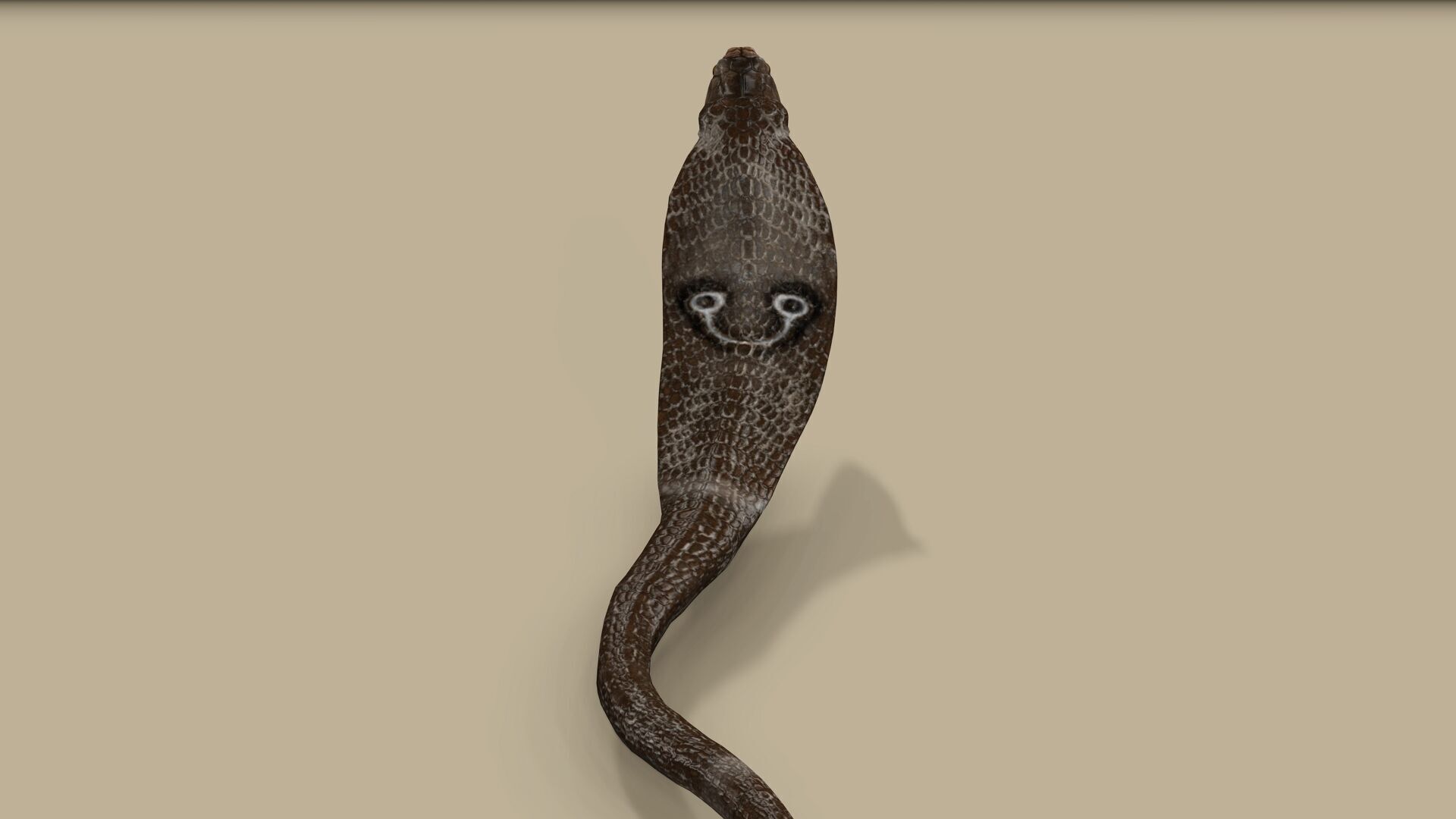 COBRA SNAKE RIGGED ANIMATED 7 Low-poly 3D model_7